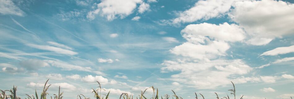 corn fields under white clouds with blue sky during daytime