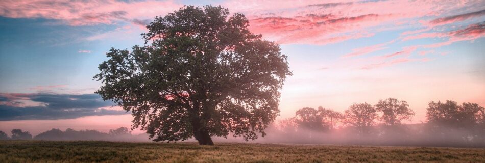 field, morning, sunrise-6574455.jpg