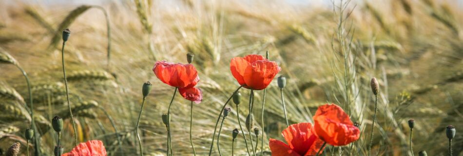 red broad petaled flowers