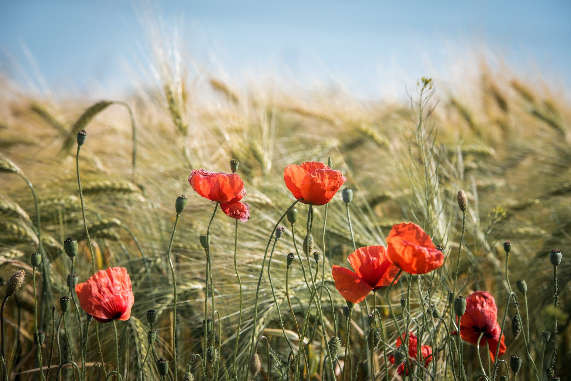 red broad petaled flowers